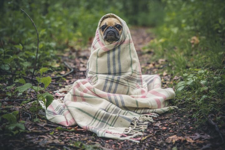 マフラーにくるまるパグ犬。寒暖差のイメージ写真